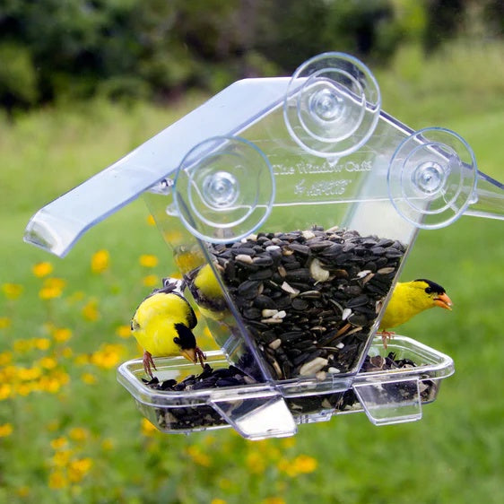 Bird Feeder - Window - The Window Cafe