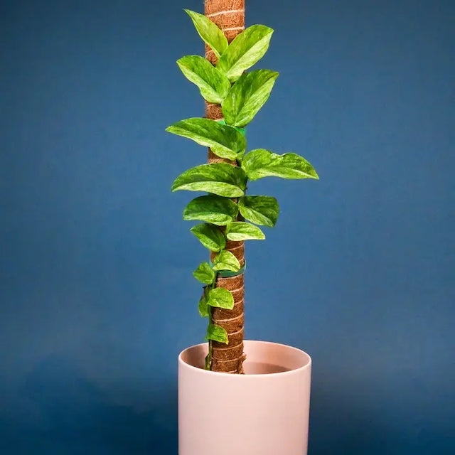 Lost in the Forrest - Stackable Coir Pole
