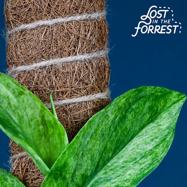 Lost in the Forrest - Stackable Coir Pole